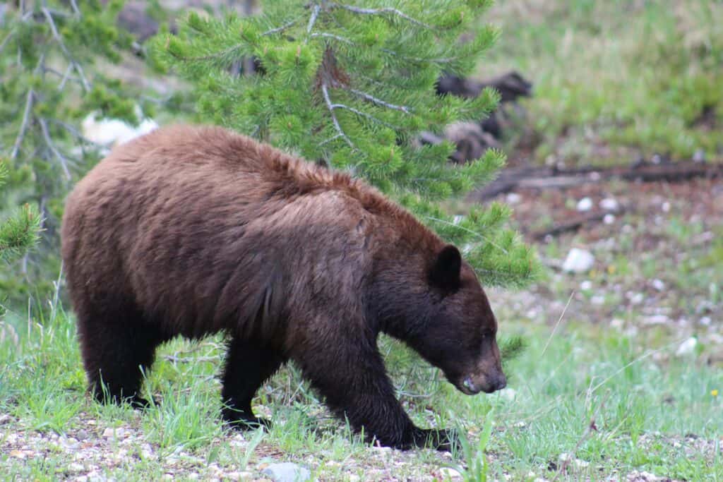 Yellowstone national park black bear