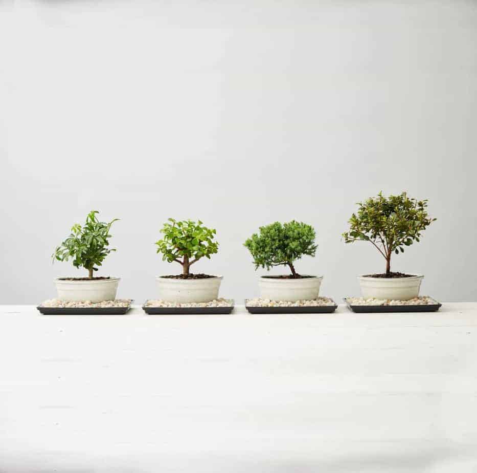 DIY Bonsai Kit - Gifts for Plant Lovers