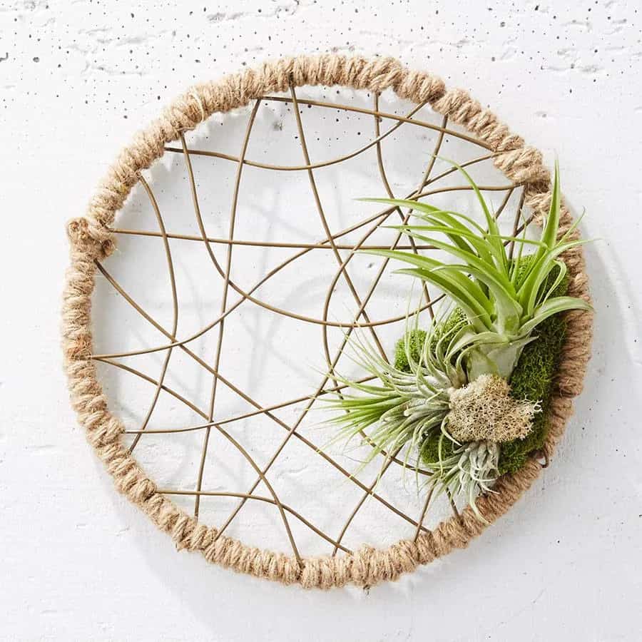 Air Plant - Gifts for Plant Lovers