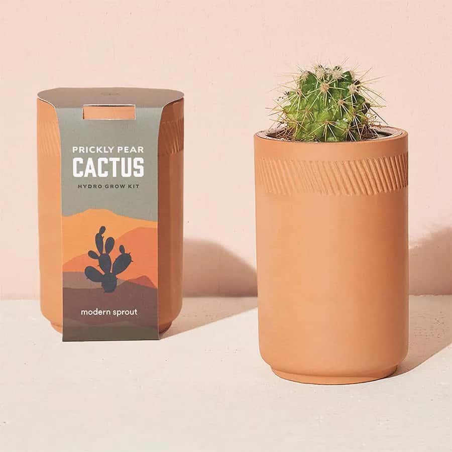 Succulent Grow Kit