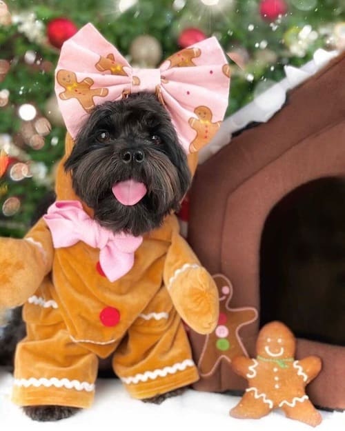 gingerbread christmas dog costumes