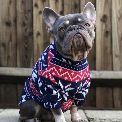 blue red sweater christmas dog costumes