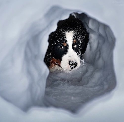winter dogs tunnel