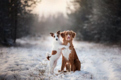 winter dogs to chase away the blues