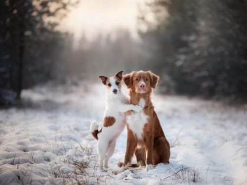 winter dogs to chase away the blues