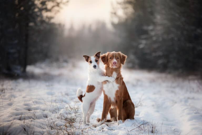 Winter Dogs to Chase Away Your Winter Blues