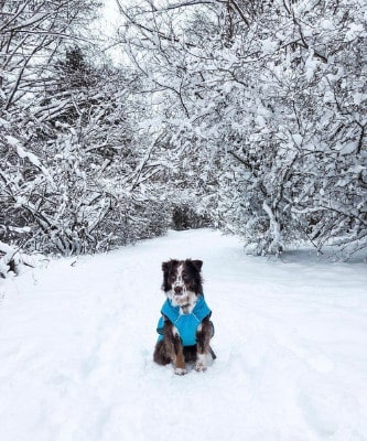winter dogs blue coat