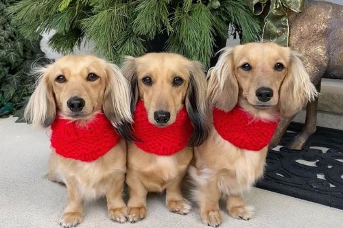 winter dogs dachshunds