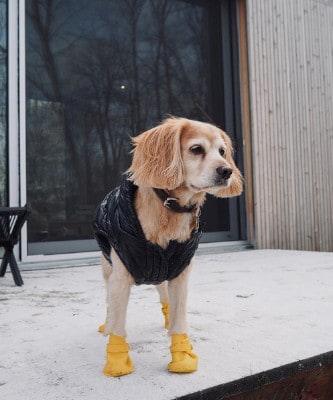 winter dogs yellow boots