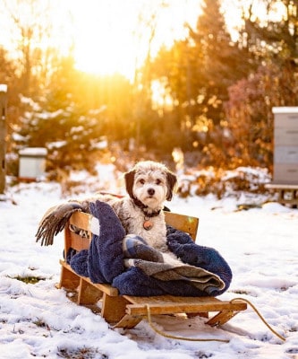 winter dogs in a sled