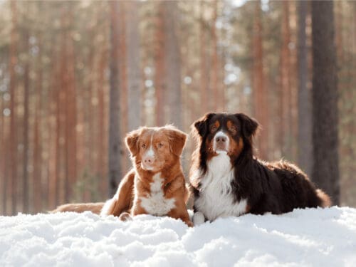 winter dogs snow