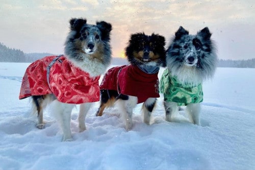 winter dogs in the snow