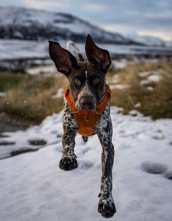 running winter dog