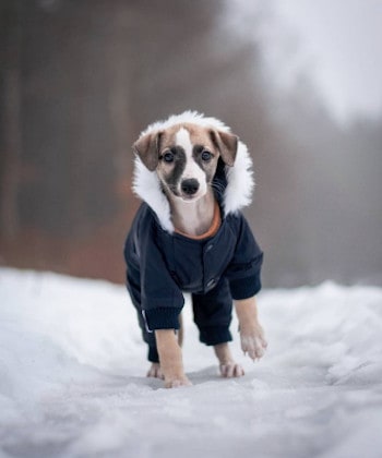winter dog in coat
