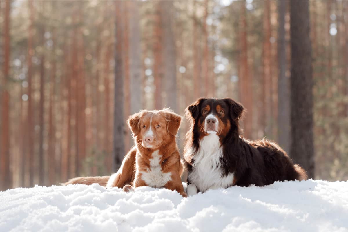 winter dogs snow