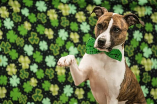 st. patrick's day dogs