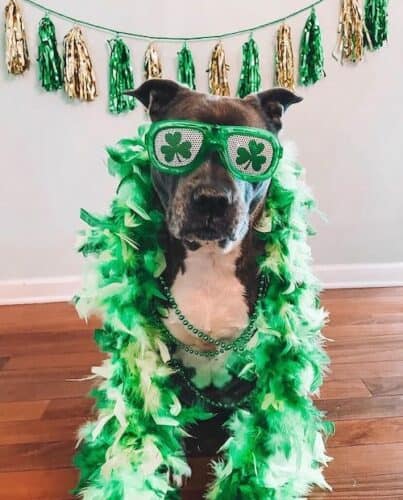 st patrick's day dogs pit bull