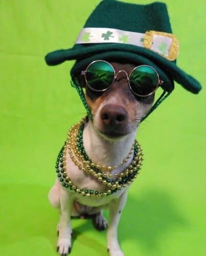 St. Patrick's Day Dog Lexie