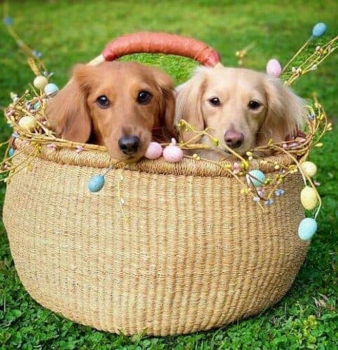 easter dogs