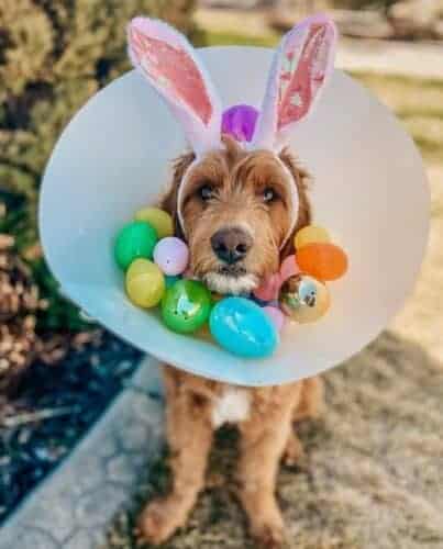 easter dogs 