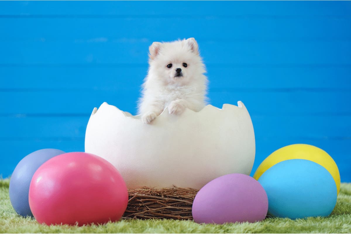 Cute Easter Dogs