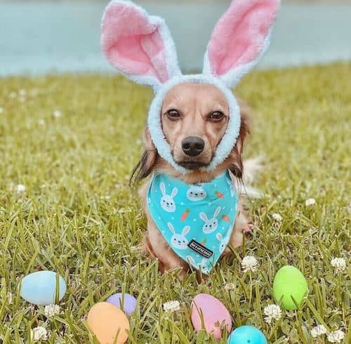 easter dogs doxie