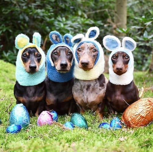 easter dogs doxies