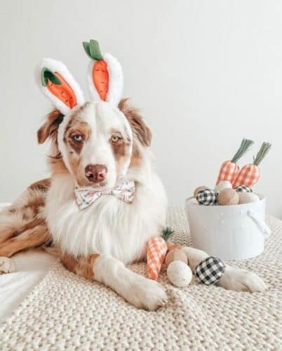 easter dogs aussie