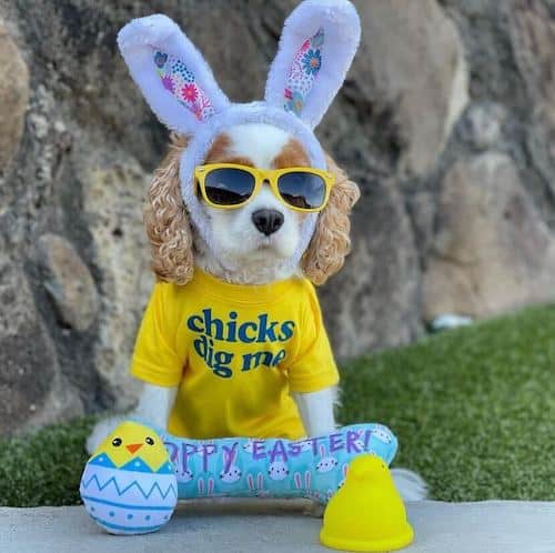 easter dogs cavalier
