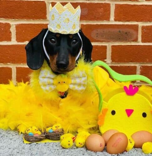 easter dogs dachshund
