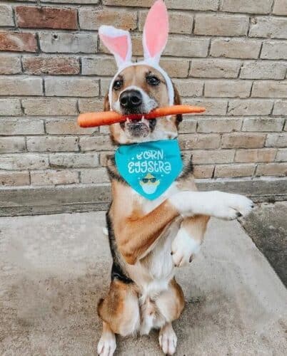 easter dogs balancing pup