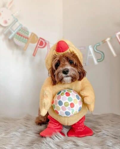 easter dogs chick