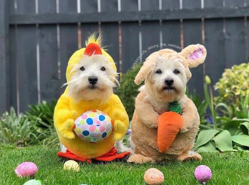 easter dogs costumes