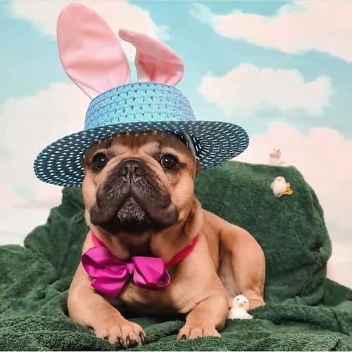 easter dogs hat and bow