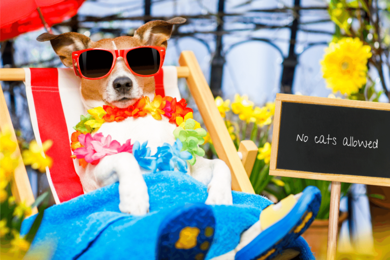 13 Summer Dogs Enjoying their Much-Needed Vacations