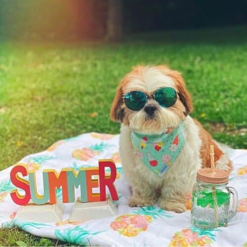 chewie dog summer picnic
