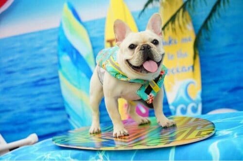 summer dogs frenchie