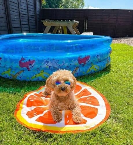 summer dog on orange slice
