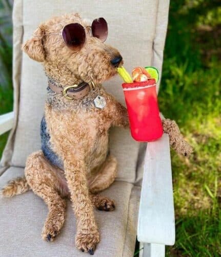 summer dog drinking bloody mary