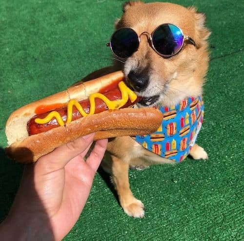 summer dogs hot dog