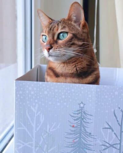 christmas cat in a box