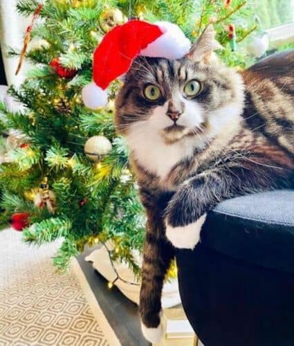 christmas cat in a hat
