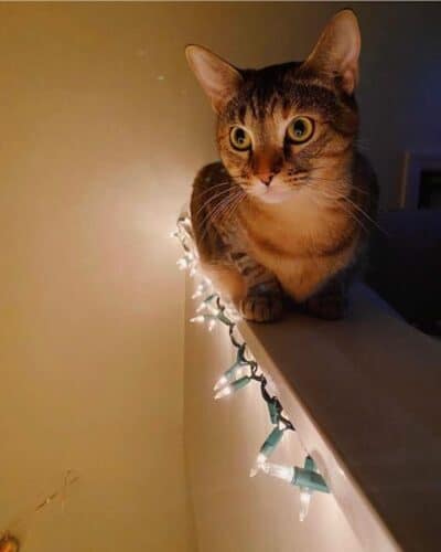 cat on ledge christmas