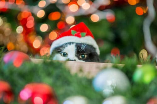 christmas cat peeking