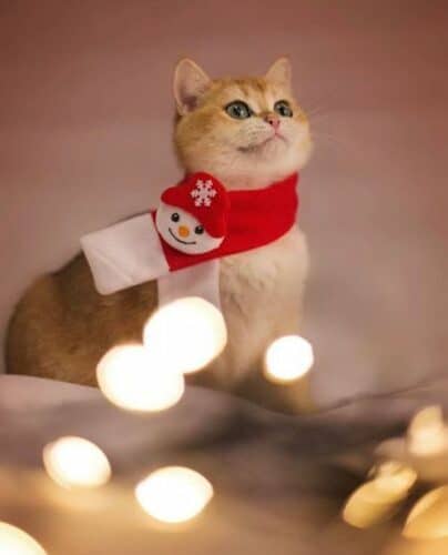 christmas cat in scarf