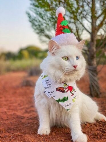 christmas cat in australia