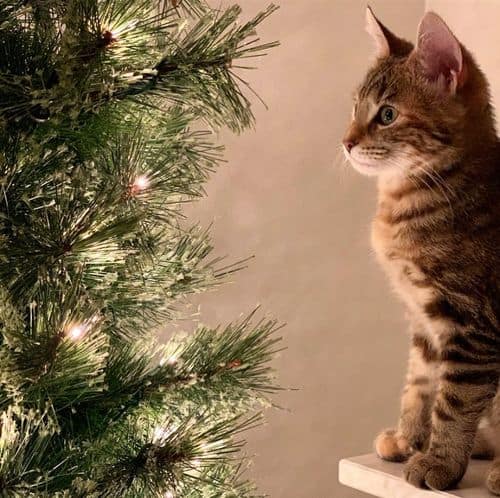christmas cat staring at tree