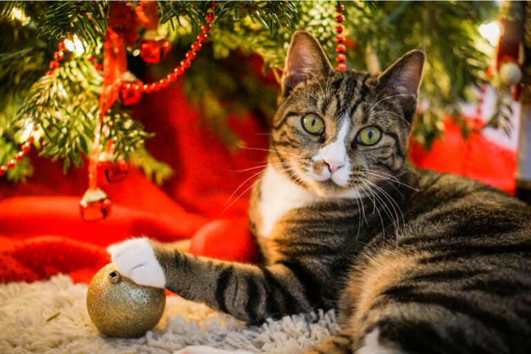 Meowy Christmas: 15 of Our Favorite Christmas Cats