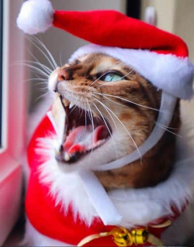 yawning santa christmas cat