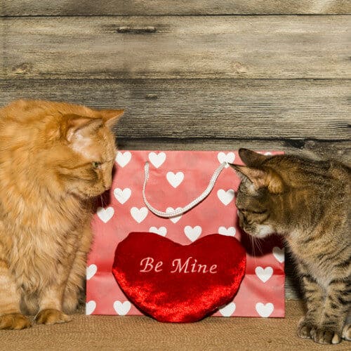 Valentine's Day Cats Cat Date
